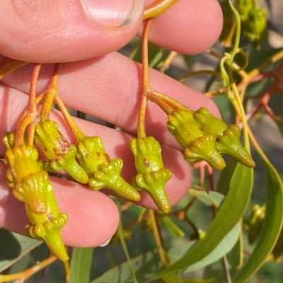 Eucalyptus torquata