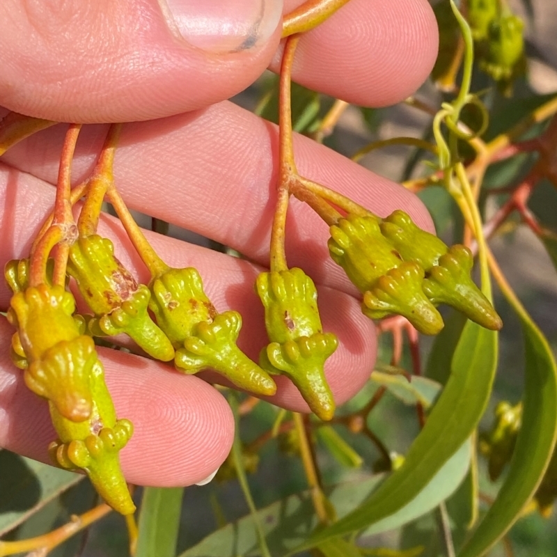 Eucalyptus torquata