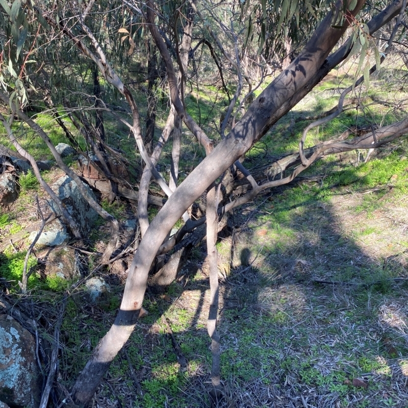 Eucalyptus vicina