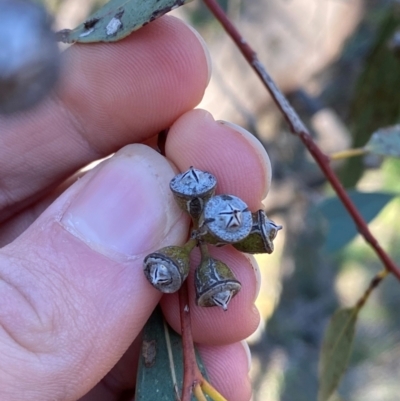 Eucalyptus vicina