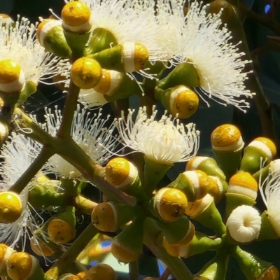 Corymbia watsoniana subsp. watsoniana