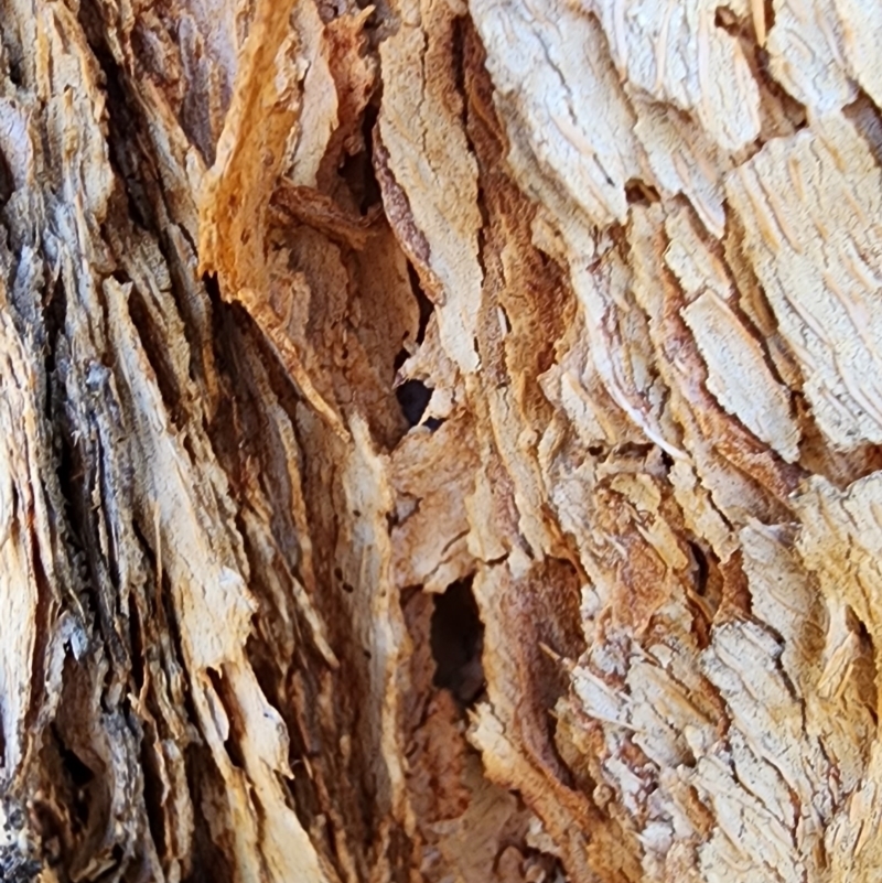 Corymbia watsoniana subsp. watsoniana