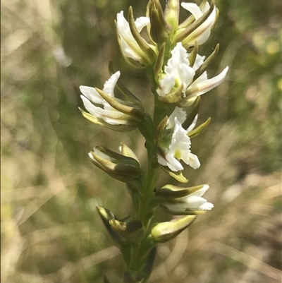 Paraprasophyllum stipatum