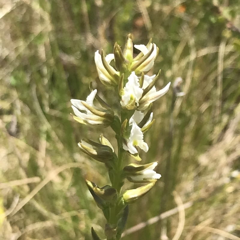 Paraprasophyllum stipatum