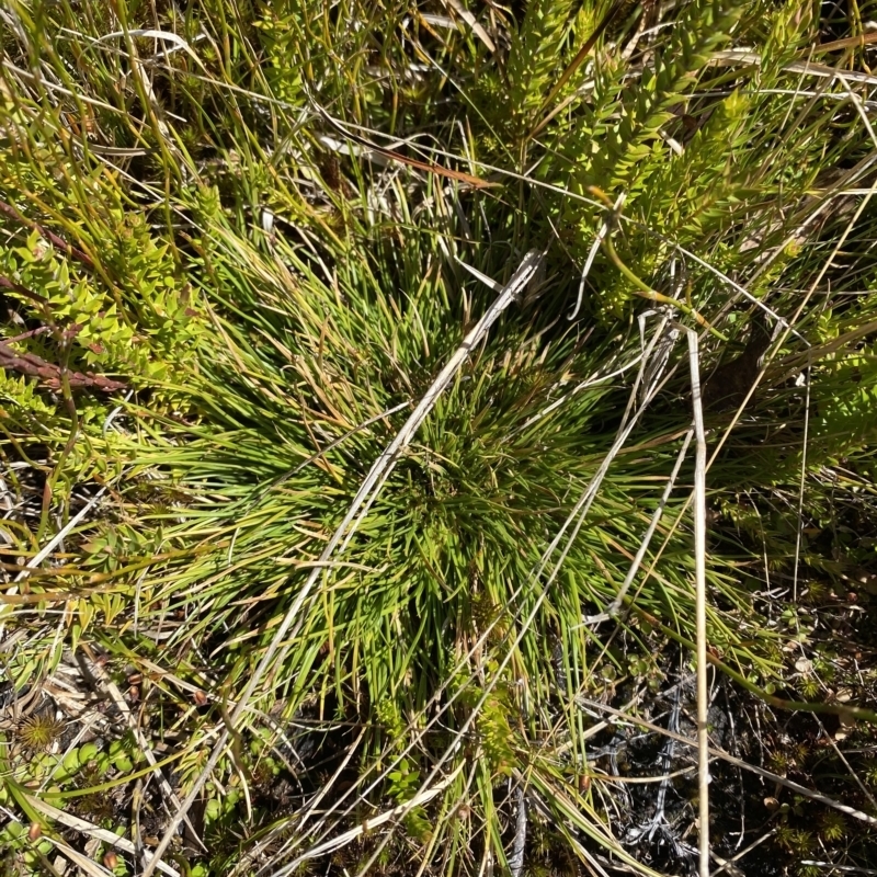 Oreobolus oxycarpus