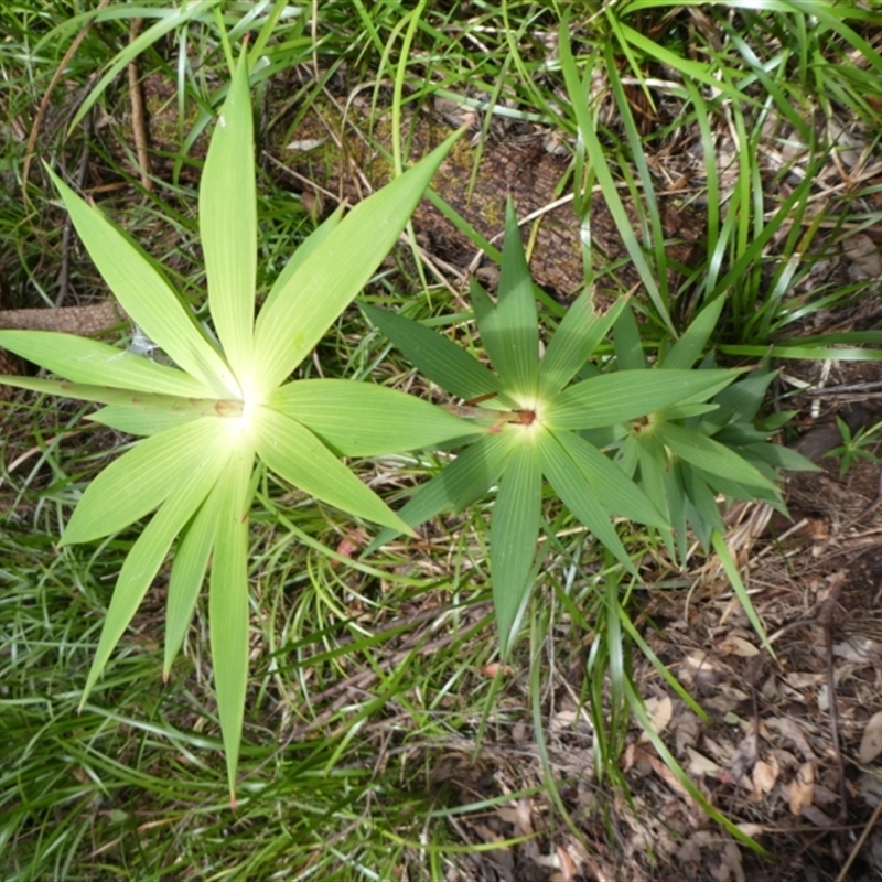 Leucopogon verticillatus