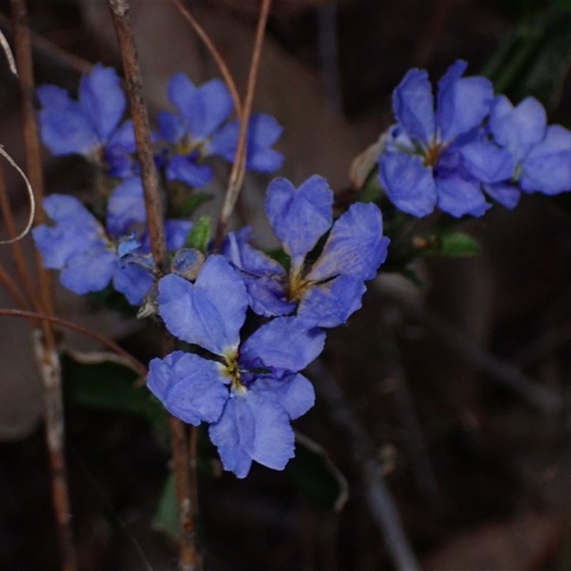 Dampiera linearis