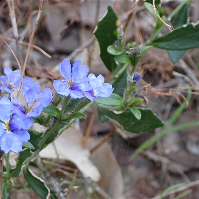 Dampiera linearis