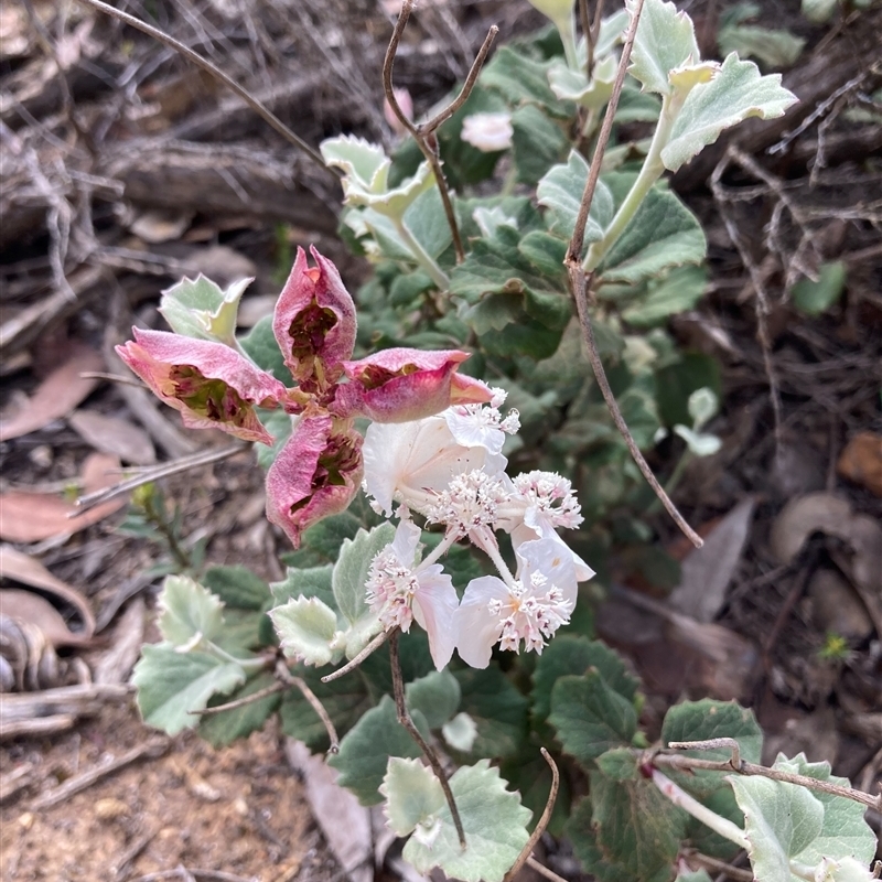 Xanthosia rotundifolia