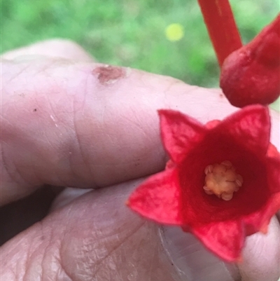 Brachychiton acerifolius