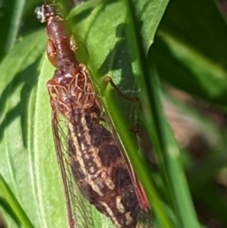 Austromantispa sp. (genus)