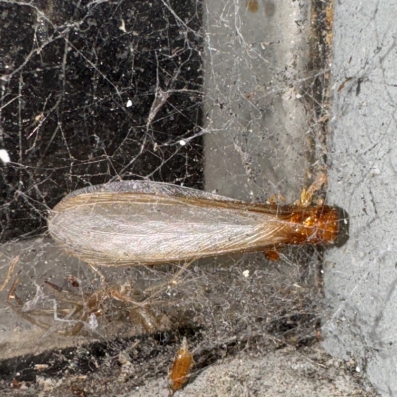 Neotermes sp. (genus)