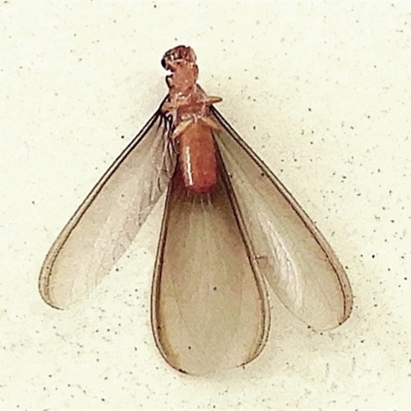 Neotermes sp. (genus)