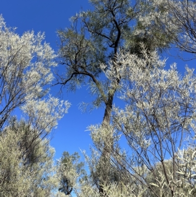 Grevillea striata