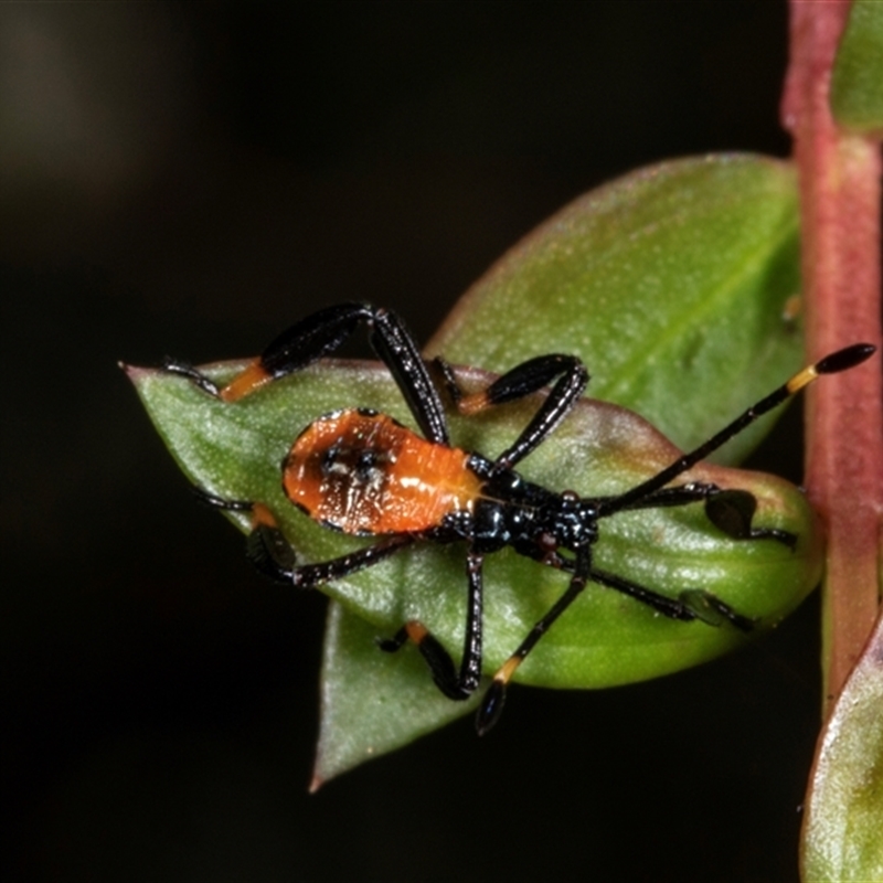 Pyrrhocoridae (family)