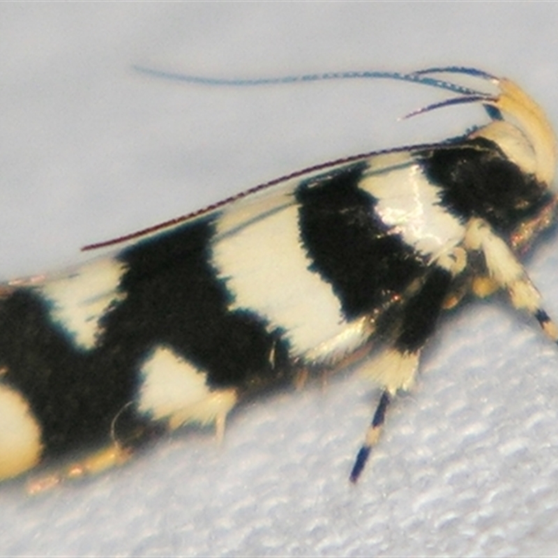 Macrobathra melanomitra