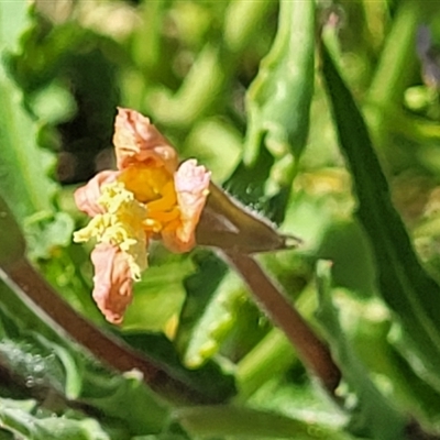 Oenothera sp.