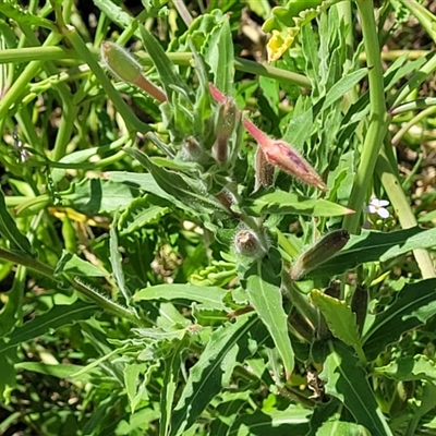 Oenothera sp.