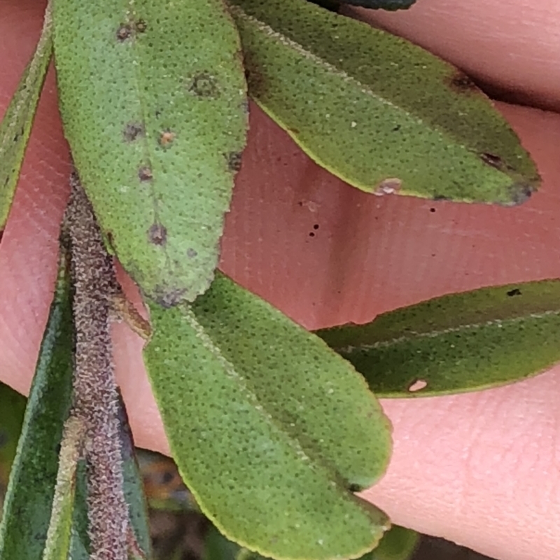 Leionema elatius