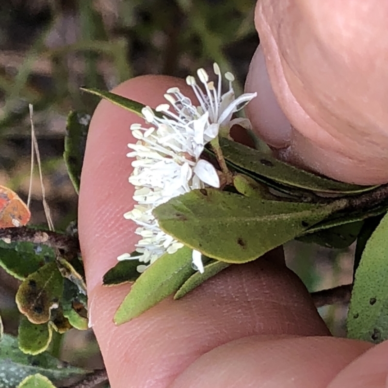 Leionema elatius
