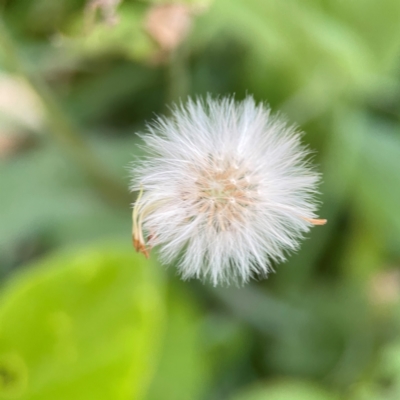 Emilia sonchifolia