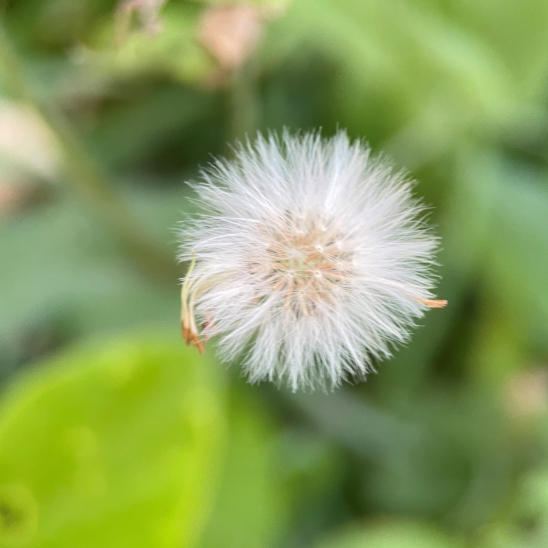 Emilia sonchifolia