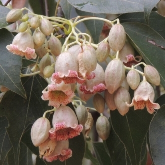 Brachychiton populneus subsp. populneus