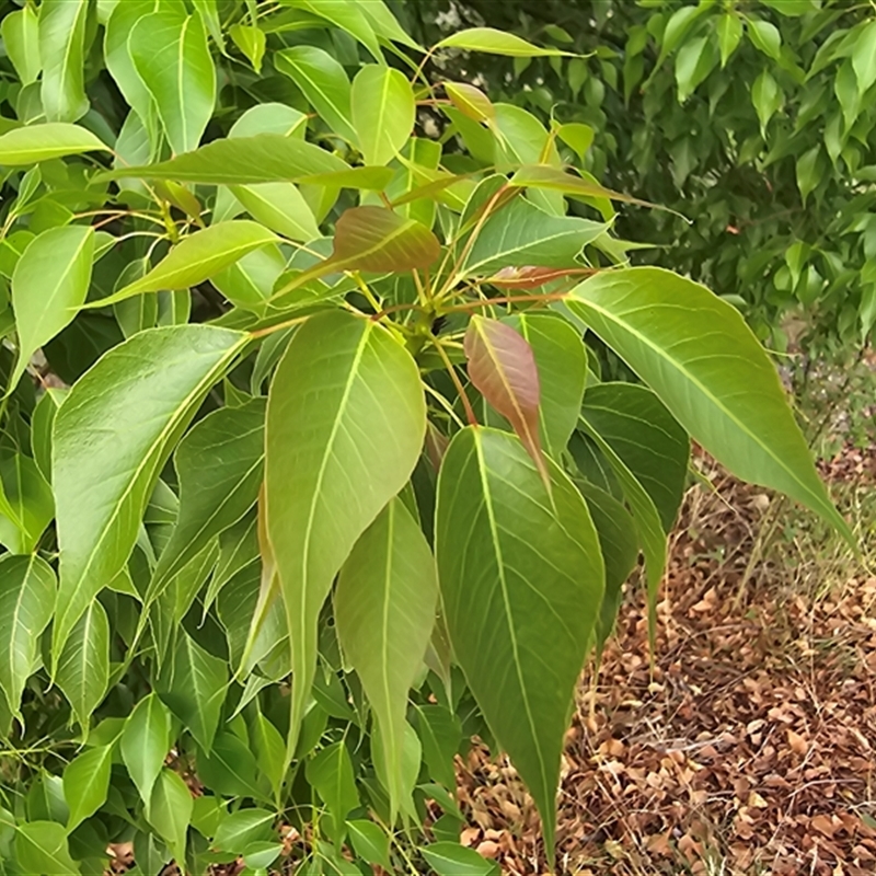 Brachychiton populneus subsp. populneus