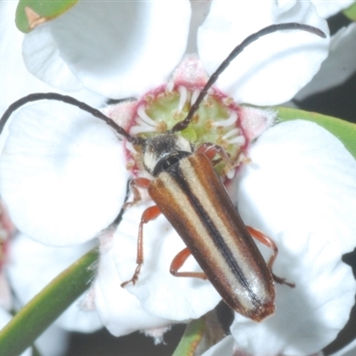 Trichomesia newmani