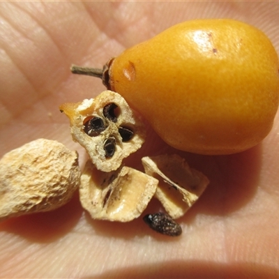 Fruit, nuts and seeds .