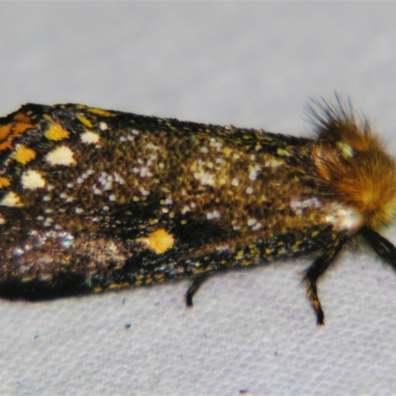 Epicoma tristis