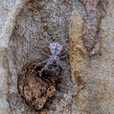 Tamopsis eucalypti