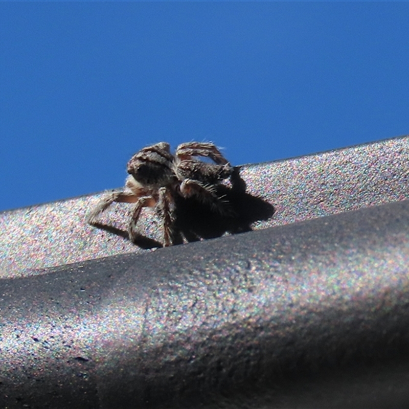 Cytaea aspera