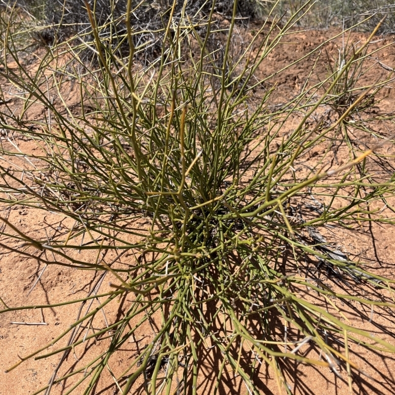 Cynanchum viminale subsp. australe