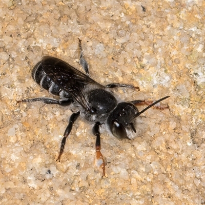 Megachile ordinaria