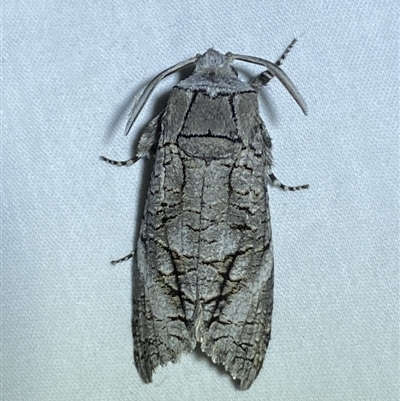 Culama australis