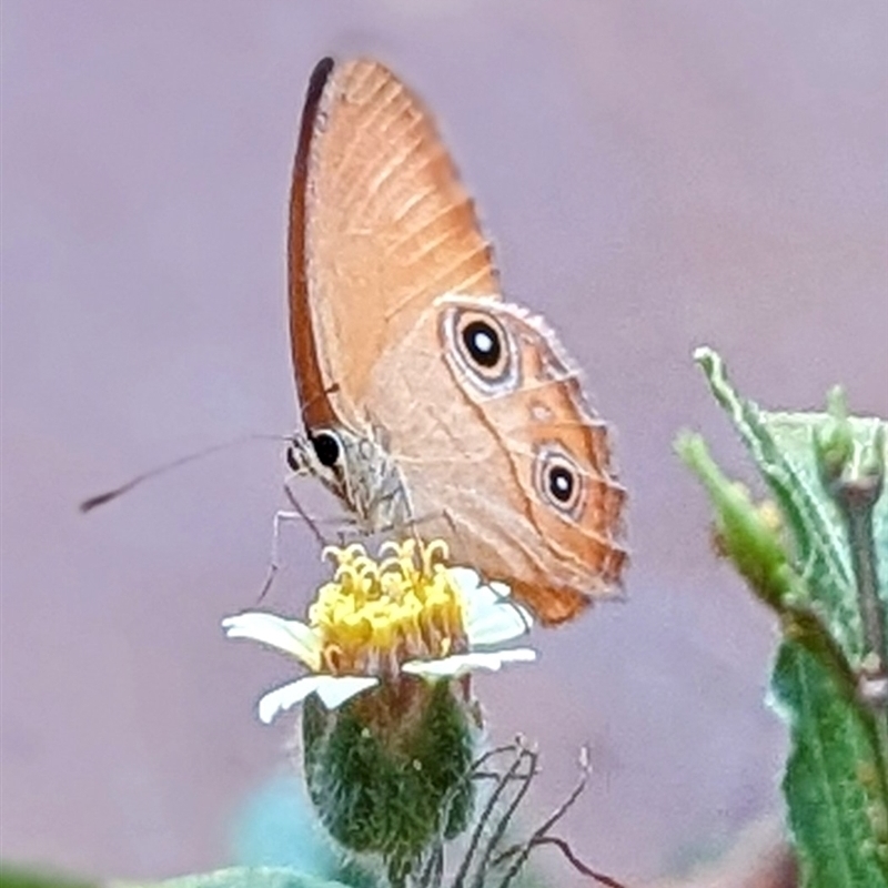 Hypocysta adiante