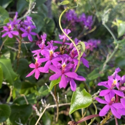 Epidendrum sp.