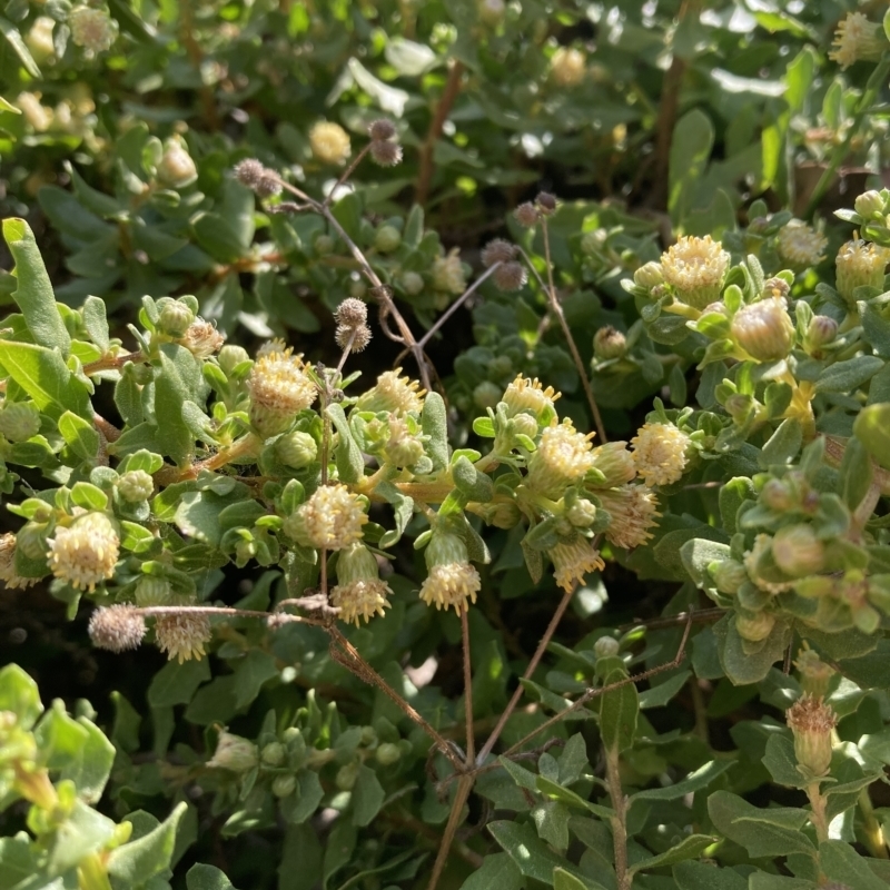 Baccharis pilularis