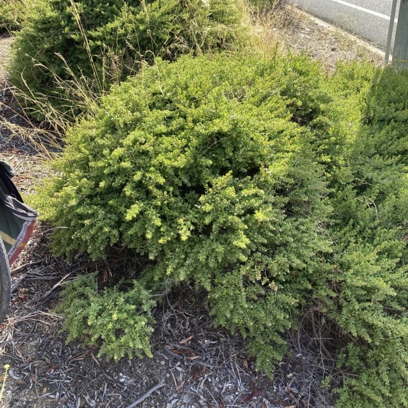 Baccharis pilularis