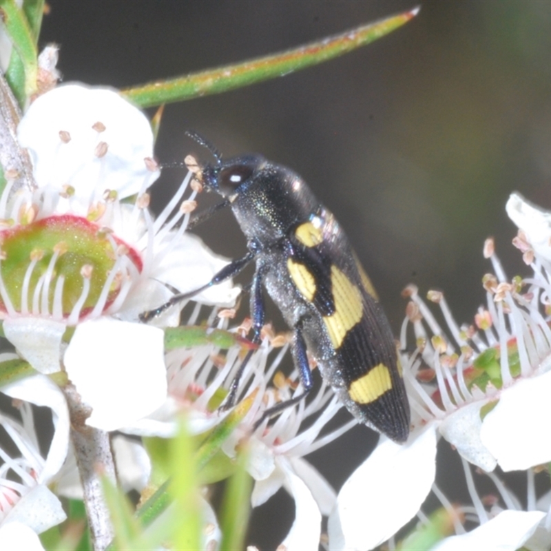 Castiarina puerilis