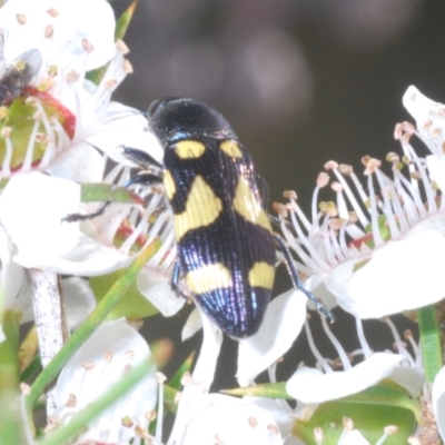 Castiarina puerilis