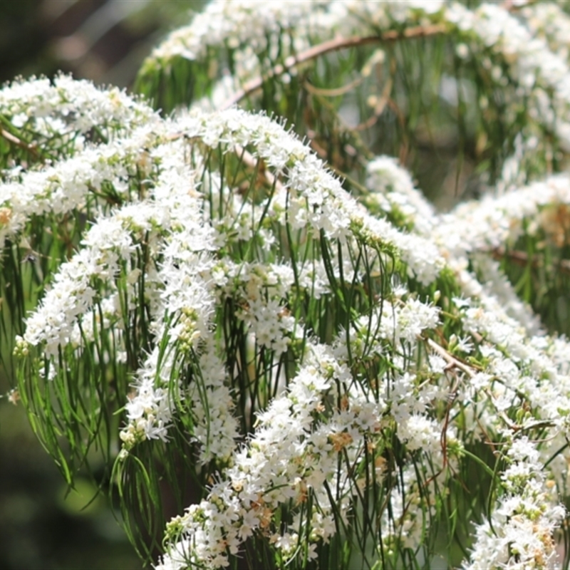 Agonis flexuosa