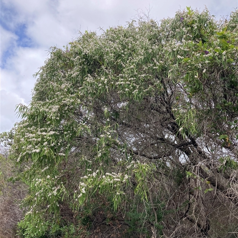 Agonis flexuosa