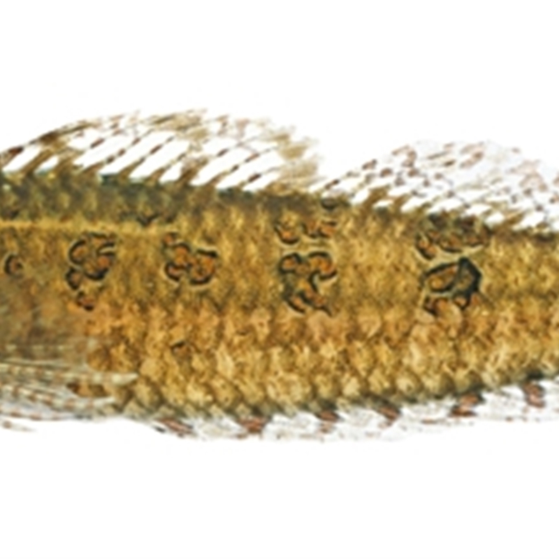 Brachynectes fasciatus