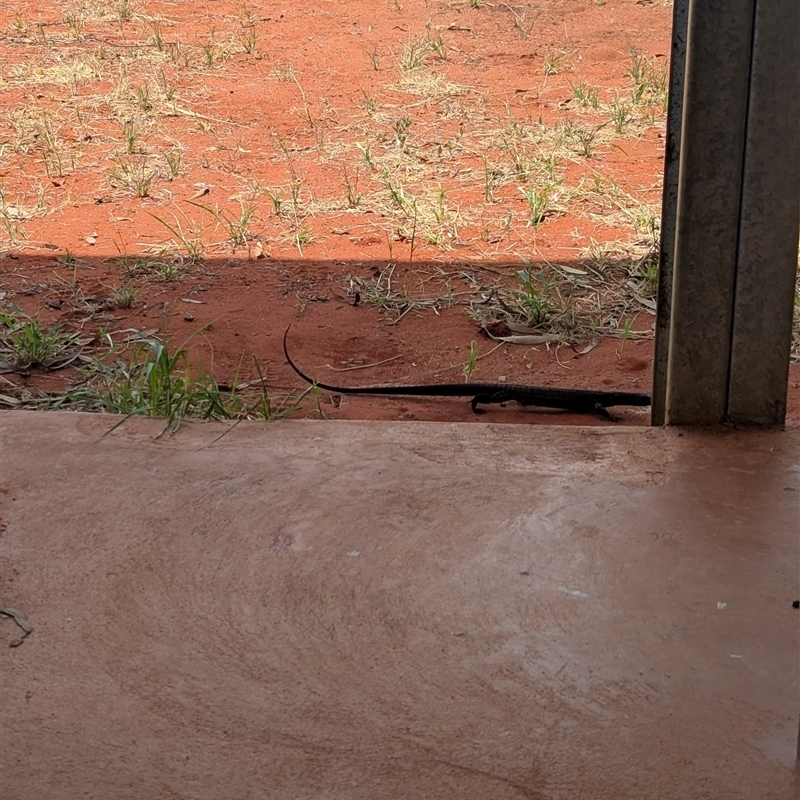 Varanus tristis