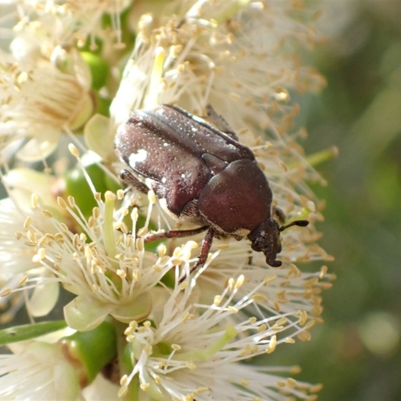 Glycyphana stolata