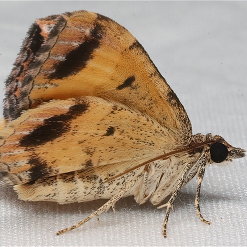 Underwing