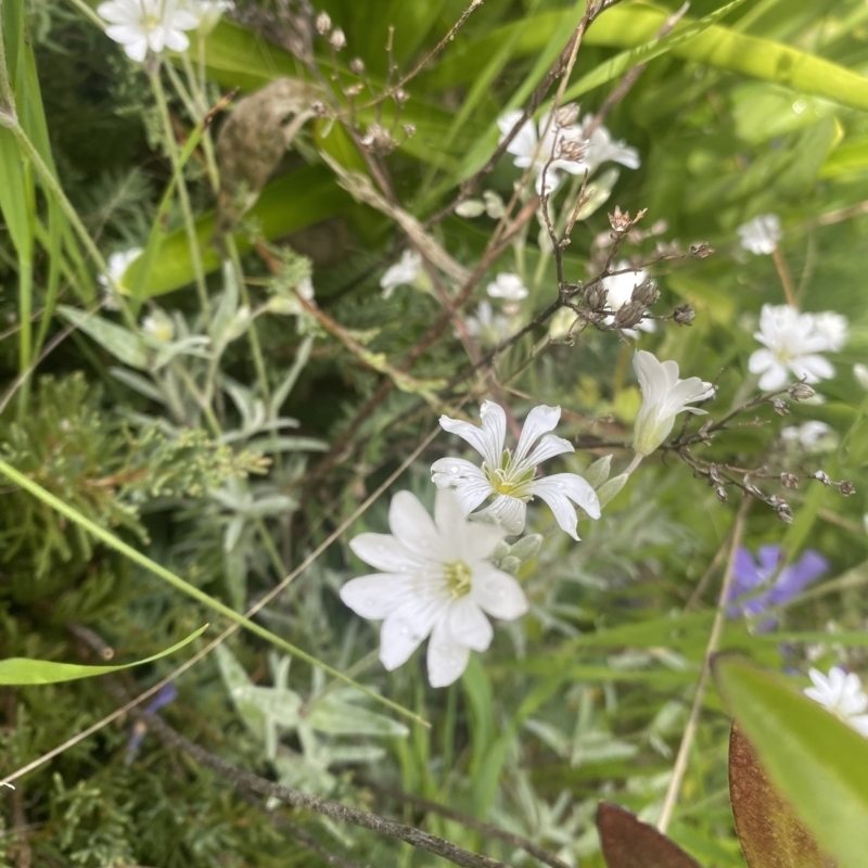 Cerastium tomentosum