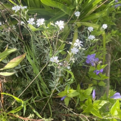 Cerastium tomentosum